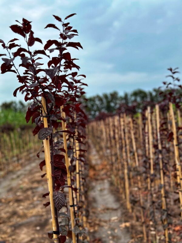 Prunus Pissardi
