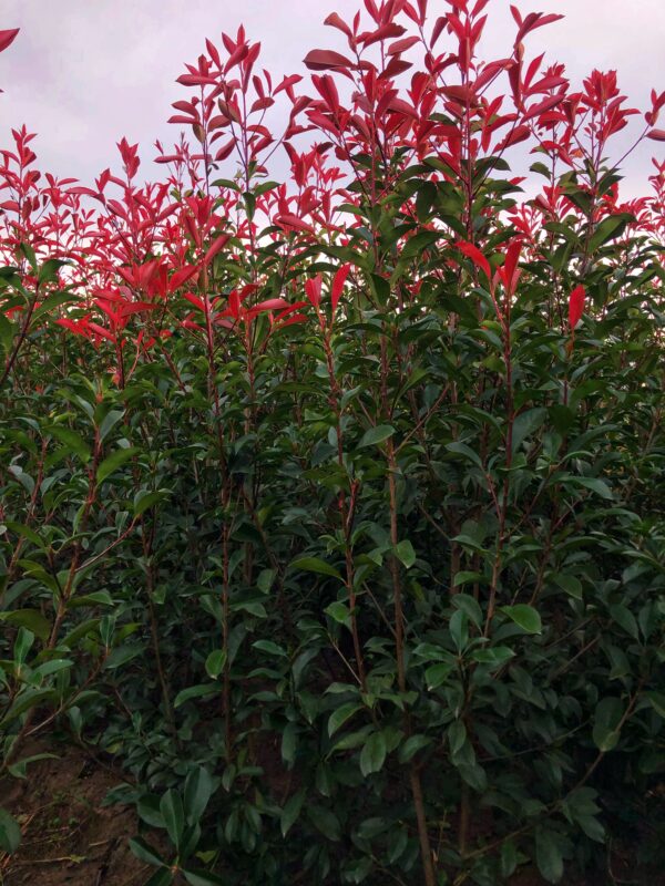 Photinia Fraseri - Imagen 2