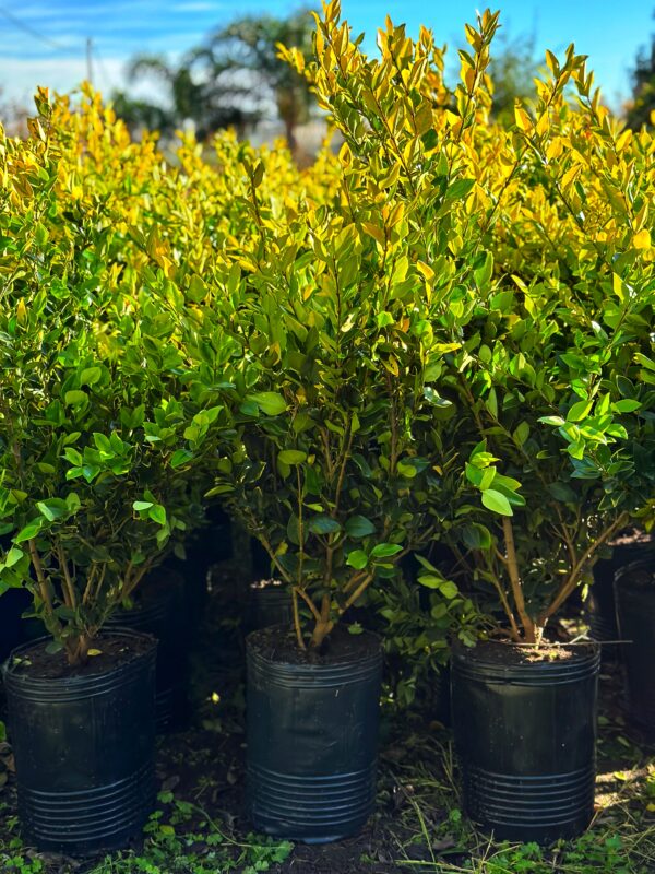 Olea Texana Áurea