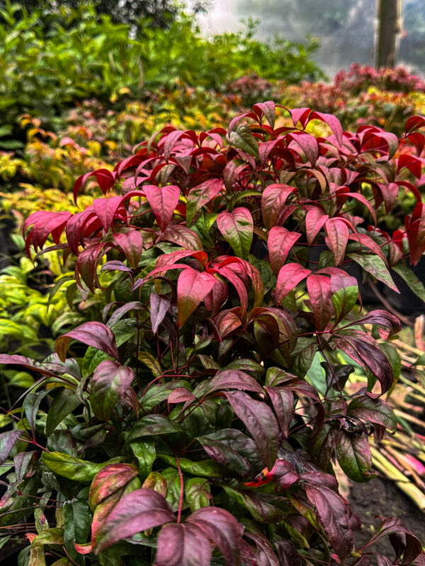 Nandina domestica ‘Fire Power’
