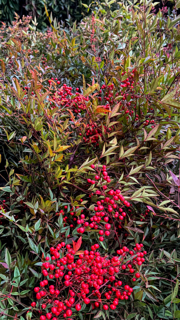 Nandina Doméstica