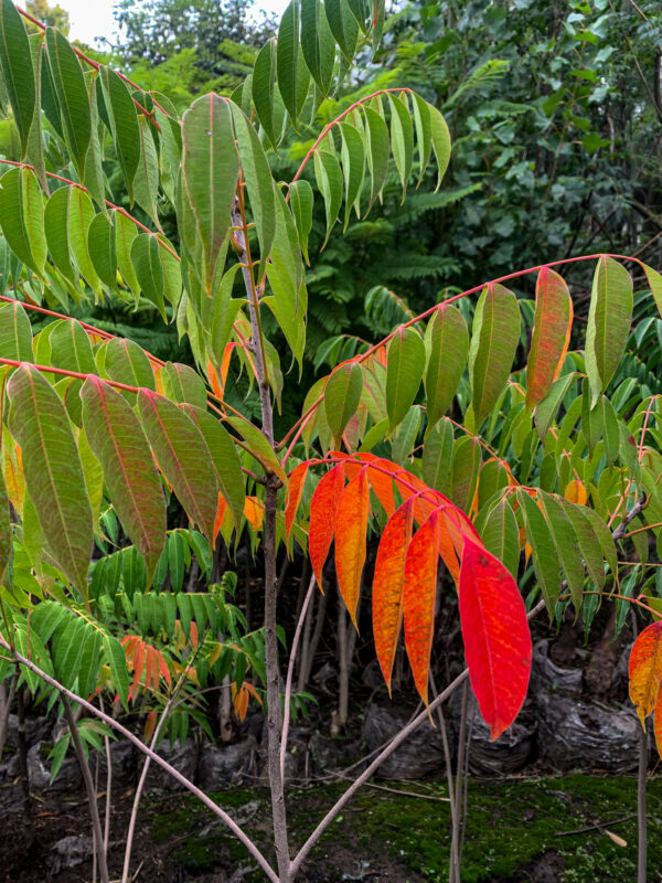 Rhus