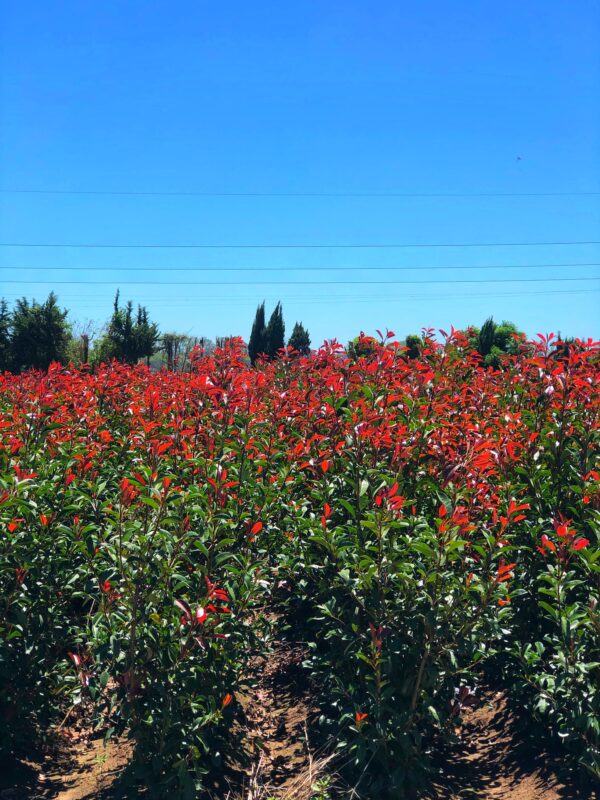 Photinia Fraseri - Imagen 3