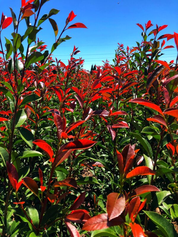 Photinia Fraseri