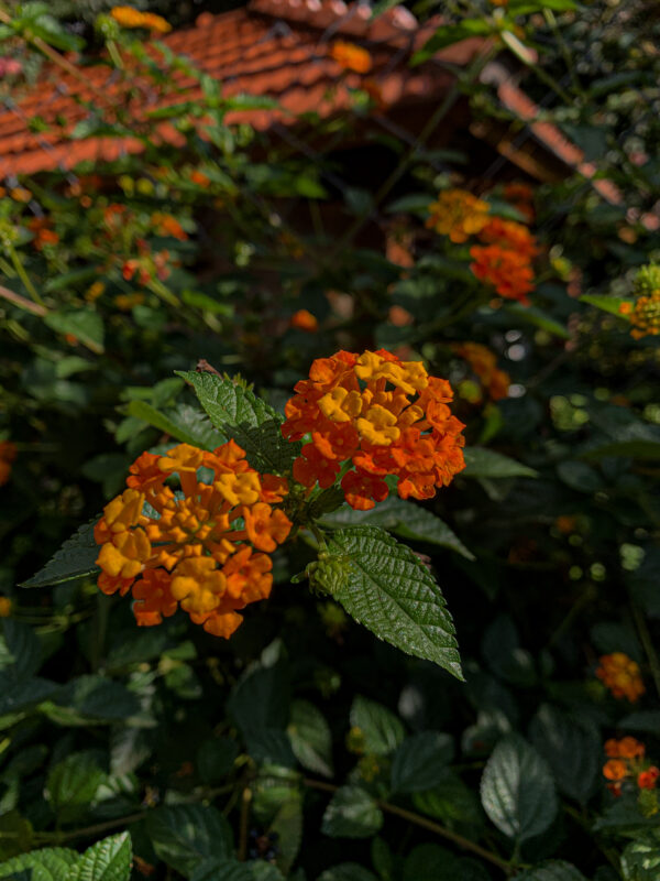 Lantana