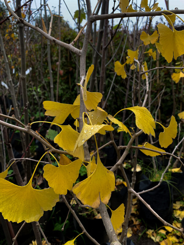 Ginkgo Biloba