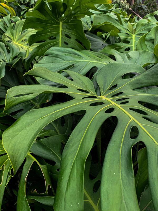 Monstera