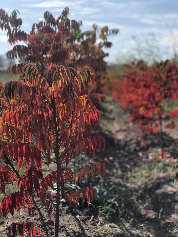 Rhus - Imagen 2