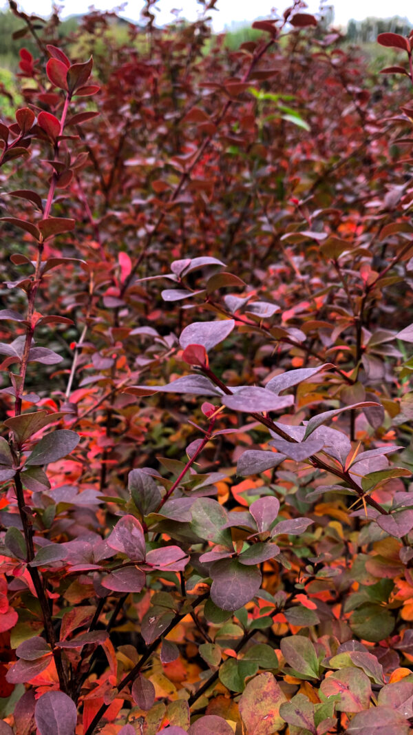 Berberis - Imagen 2