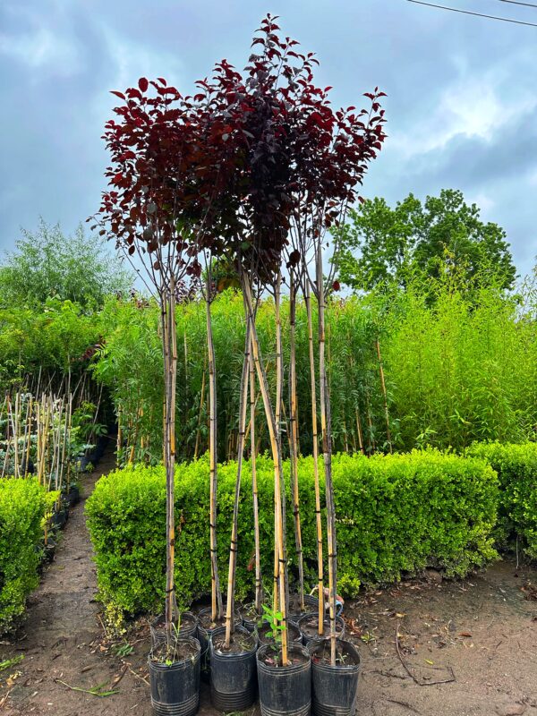 Prunus Pissardi - Imagen 2