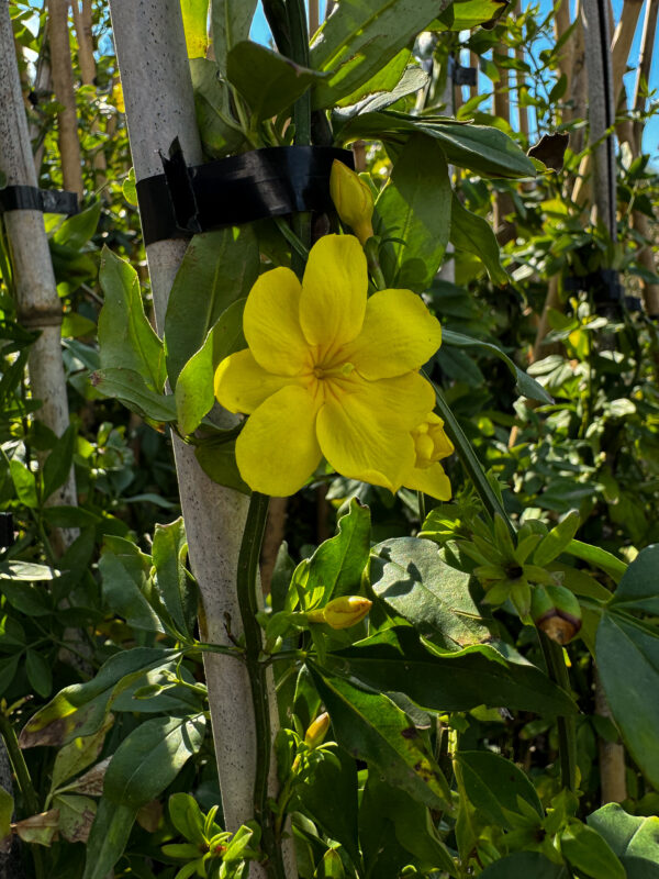 Jazmín Amarillo