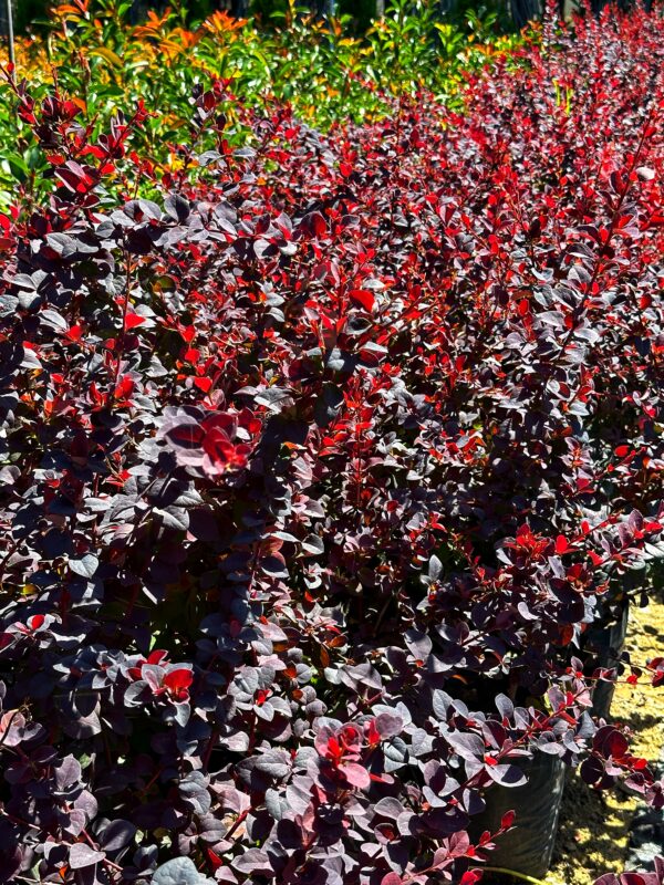 Berberis