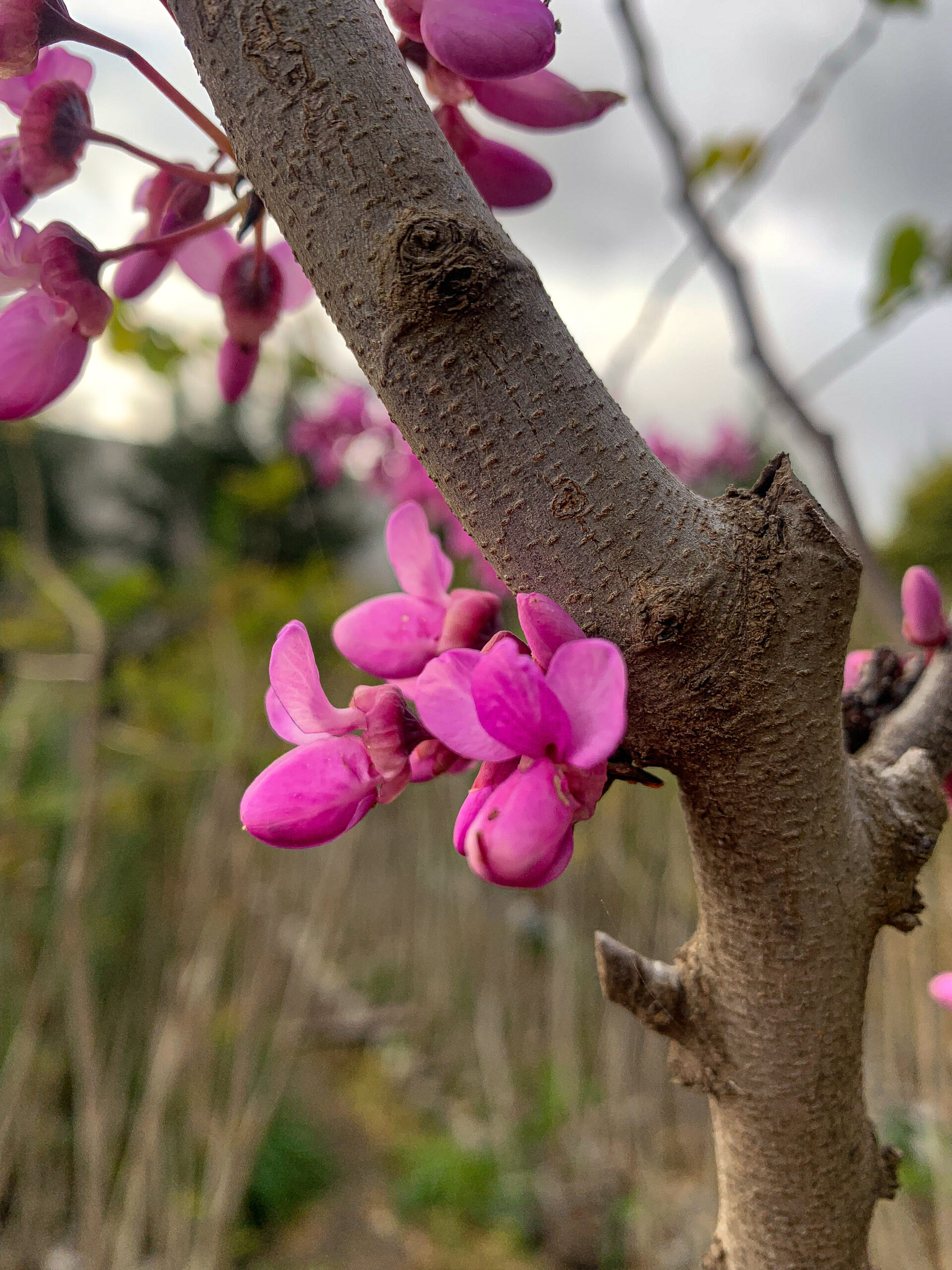 Árbol de Judea - Imagen 2