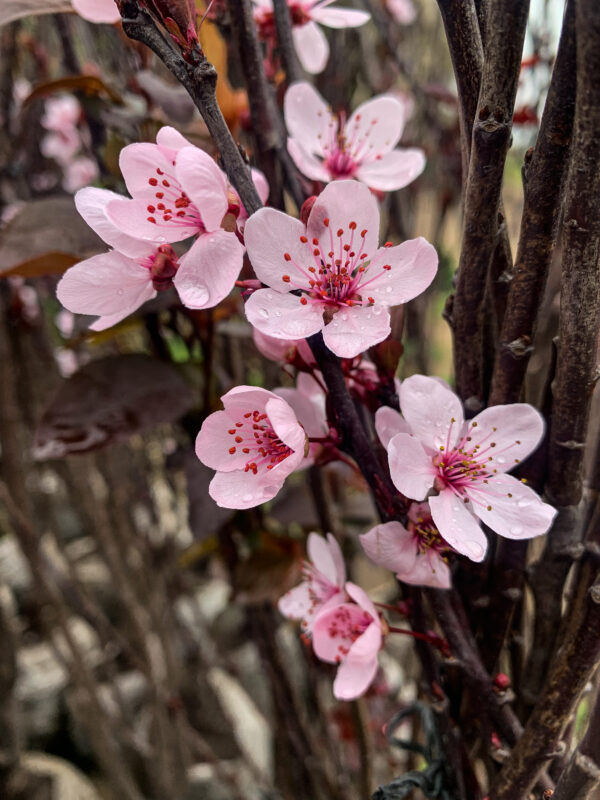 Prunus Pissardi - Imagen 4