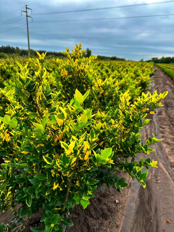 Olea Texana Áurea - Imagen 2
