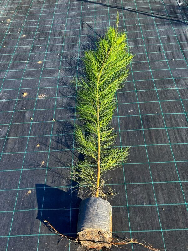 Casuarina - Imagen 2