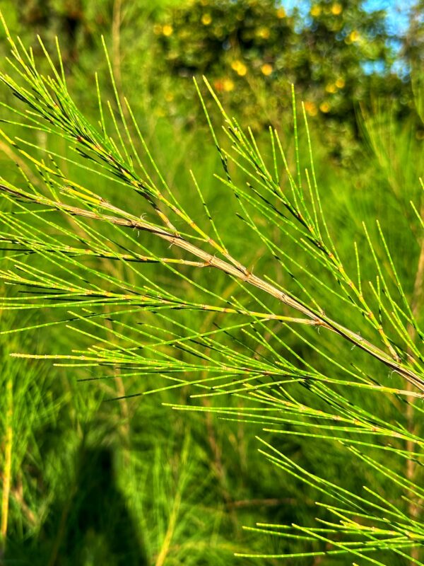Casuarina