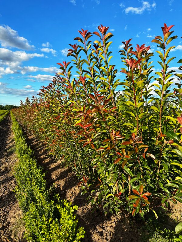 Photinia Fraseri - Imagen 4