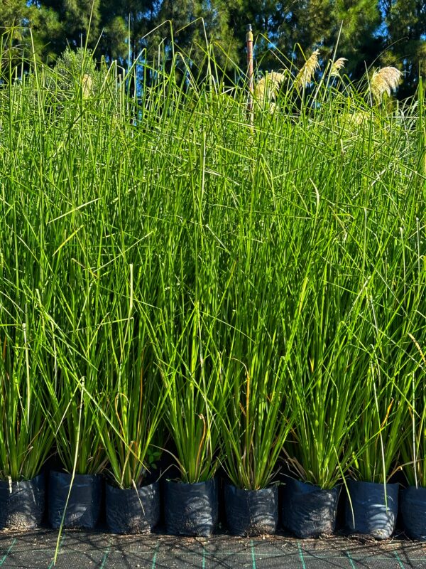 Vetiver