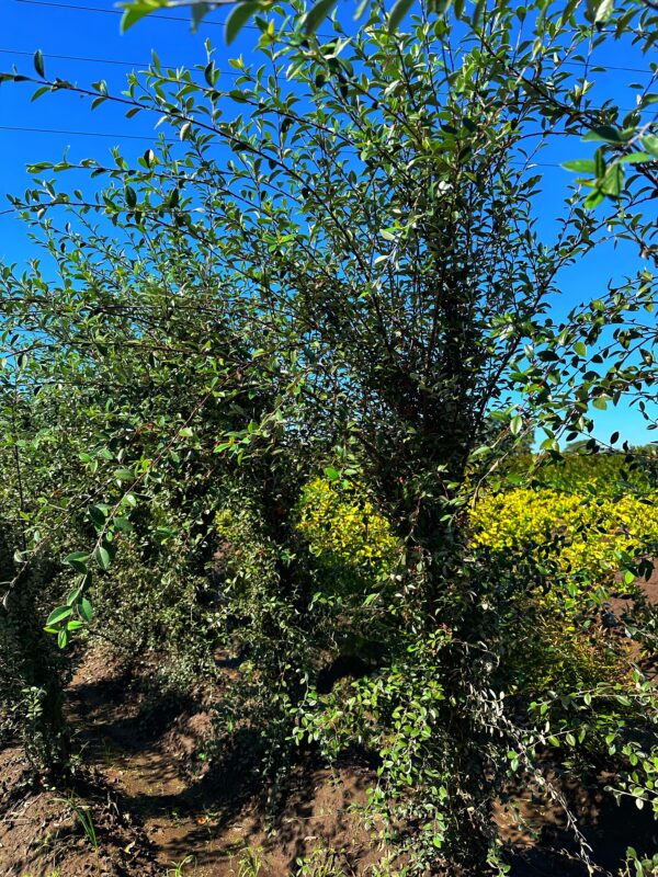 Cotoneaster Delsiana