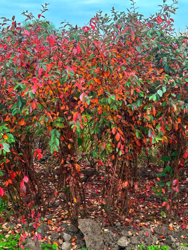 Cotoneaster Racimiflora