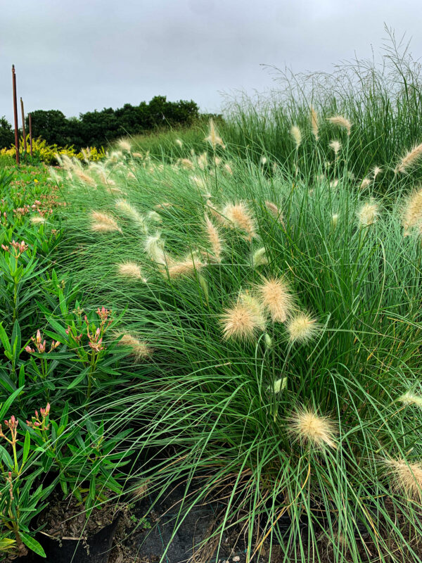 Pennisetum Villosum