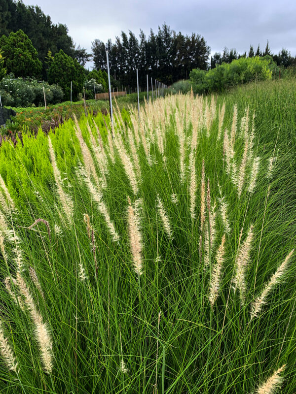 Pennisetum Rupelli
