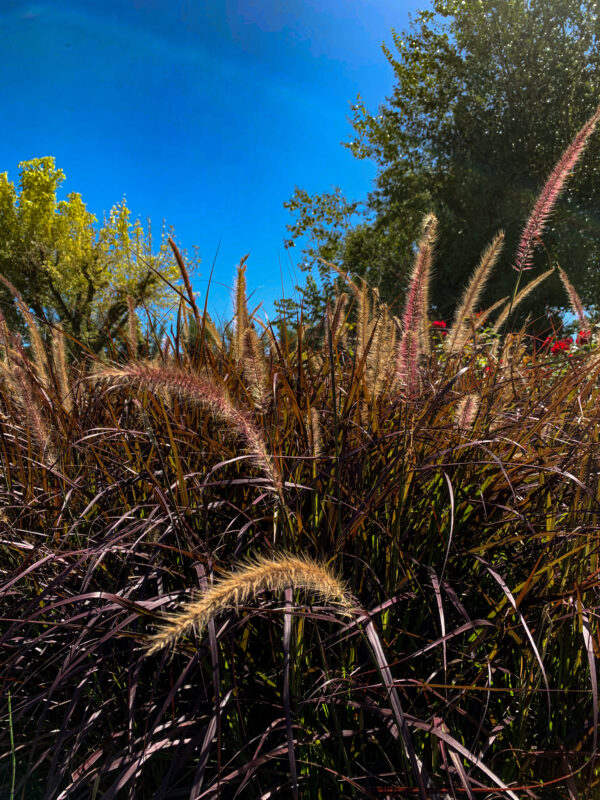 Pennisetum Rubra
