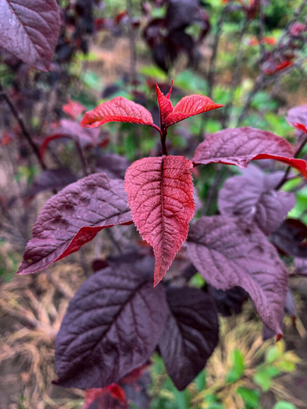 Prunus Pissardi - Imagen 3